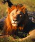 kruger-game-drive-wildlife-african-wildlife-african-home-decor